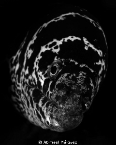 Black and White Chain Moray by Abimael Márquez 
